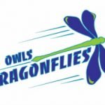 owls-dragonflies